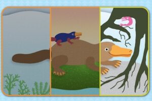 platyps rhymes
