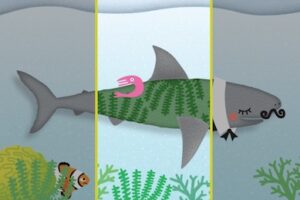 shark rhyme