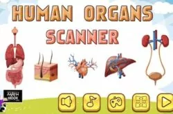 human organ scanner