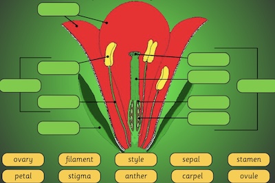 The Anatomy Of A Flower