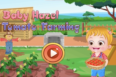 Baby Hazel Tomato Farming